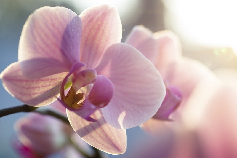 orchidee im raum pflegen wichtige tipps