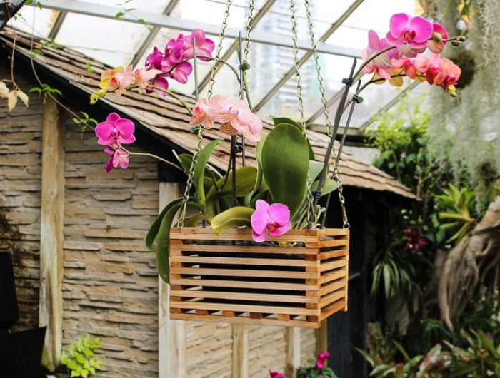 orchidee mit rosa blueten im garten