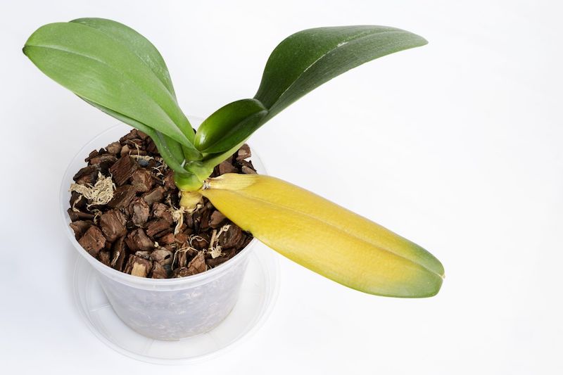 orchidee ohne wurzel retten ist eine schwierige arbeit aber wir helfen ihnen