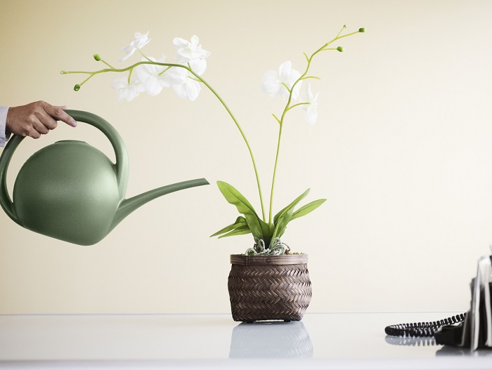 orchidee orchideen giessen weiße orchidee zimmerpflanze