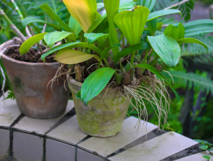 green and yellow orchid leaves without flowers in two clay pots. sick orchid. growing exotic plants at home and gardening. place for text