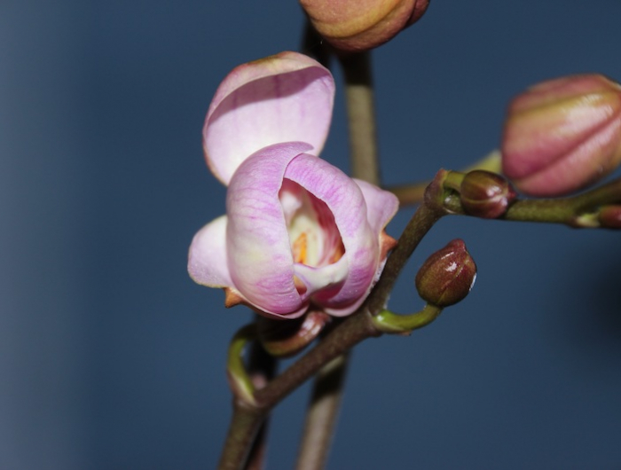 orchidee stengel vertrocknet und orchideen knopsen gehen nicht auf warum