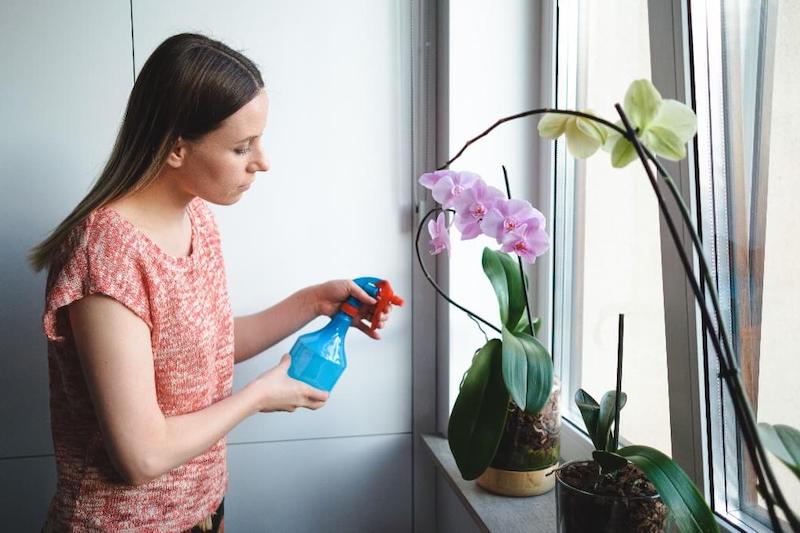 orchidee verliert blueten orchidee verliert alle gruene blaetter orchidee blaetter wasserspruehen
