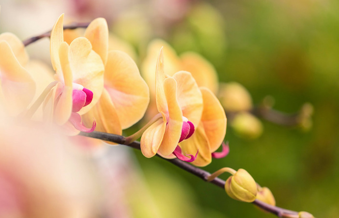 orchidee verliert blüten wissen sie genau warum und was müssen sie verändern