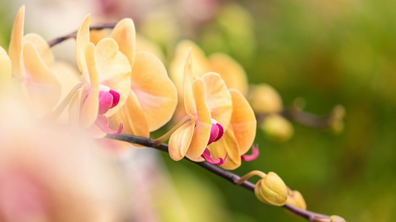 orchidee verliert blüten wissen sie genau warum und was müssen sie verändern