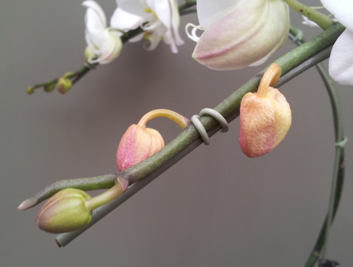 orchidee widerbeleben wie können sie das leicht und schnell machen