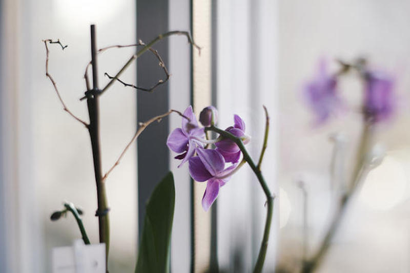 blooming purple orchid flowers or phalaenopsis blume by the window sill