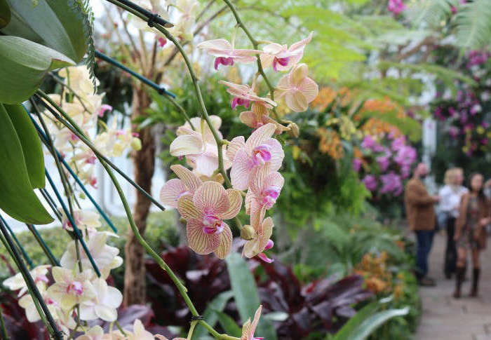 orchideen bekommen gelbe blätter warum und was müssen sie machen