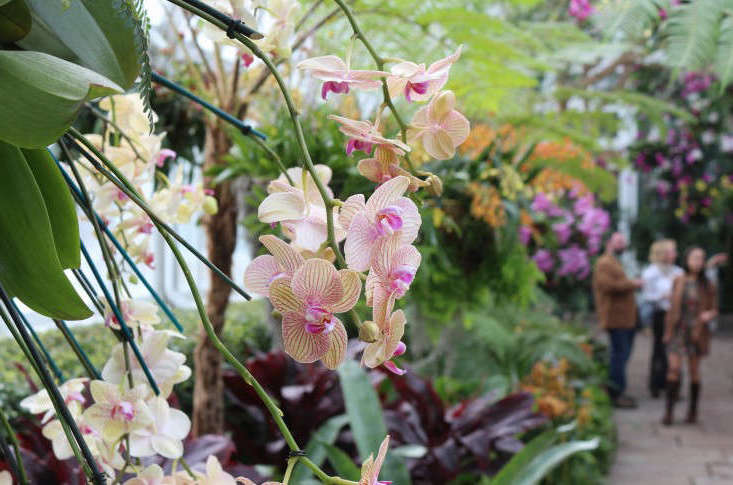 orchideen bekommen gelbe blätter warum und was müssen sie machen