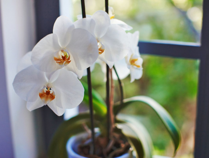 orchideen bild schön warum werden die blätter gelb ratschläge
