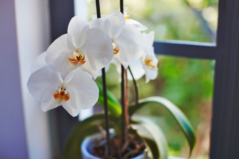 orchideen bild schön warum werden die blätter gelb ratschläge