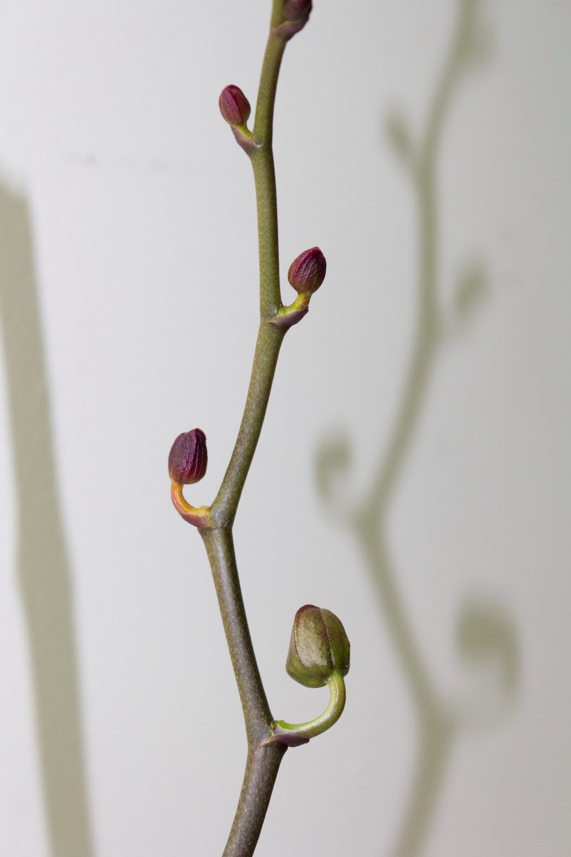 Orchideen Knospen gehen nicht auf: Woran liegt es und was können Sie tun?