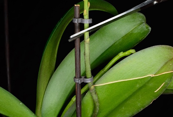 orchideen blüten fallen ab was müssen sie machen welche sind die ursachen dafür