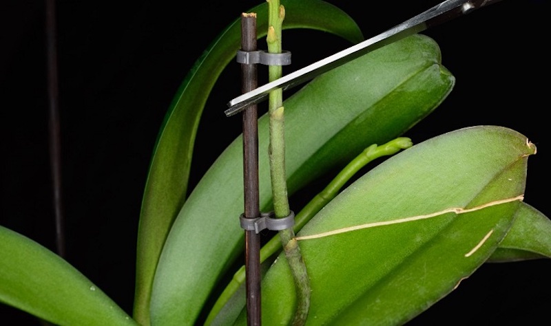 orchideen blüten fallen ab was müssen sie machen welche sind die ursachen dafür