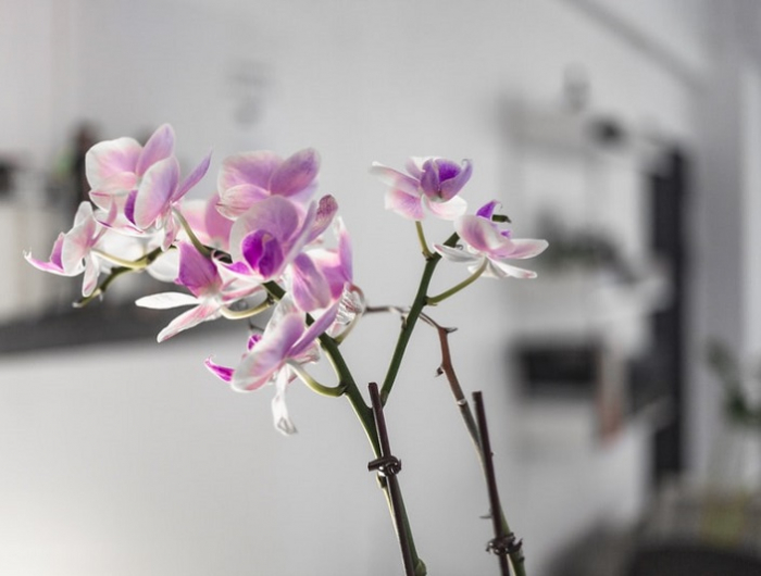 orchideen duengen rosa bluete von orchidee