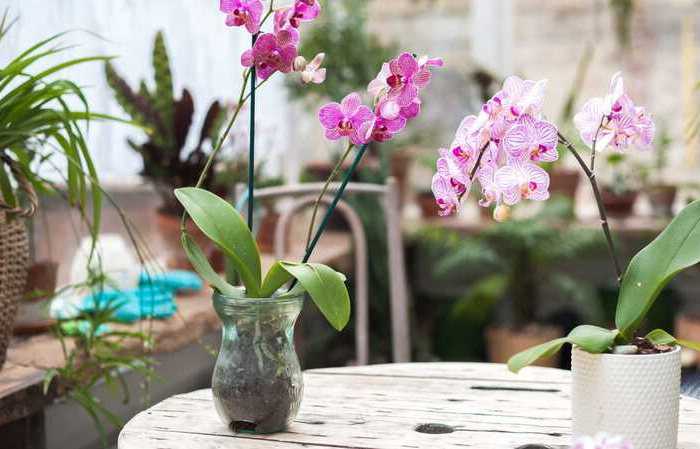 orchideen gießen und pflegen aber wie und was brauchen sie dafür