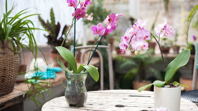 orchideen gießen und pflegen aber wie und was brauchen sie dafür