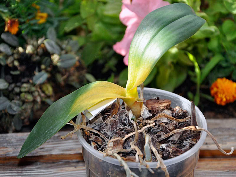 orchideen krankheiten und ursachen für gelbe blätter