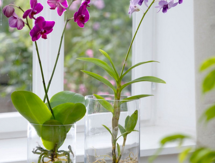 orchideen luftwurzeln oben wie entferne ich einen ableger von einer orchidee zwei orchideen luftwurzeln in glas
