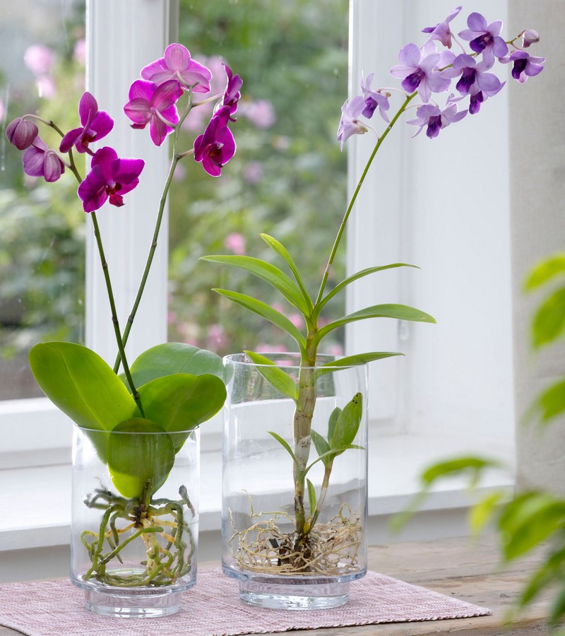 orchideen luftwurzeln oben wie entferne ich einen ableger von einer orchidee zwei orchideen luftwurzeln in glas