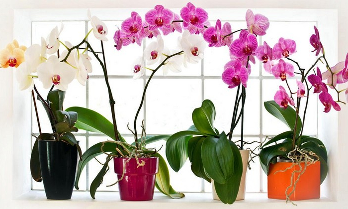 orchideen luftwurzeln wie pflege ich orchideen wenn sie verblüht sind vier orchideen töpfe