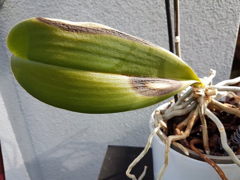 Orchidee ohne Blätter? Diese ultra einfachen Tipps und Tricks helfen!