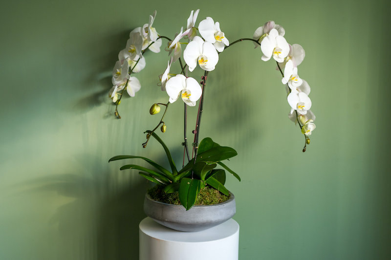 orchideen pflege hilfe bei uns wenn knospen an orchideen vertrocknen und fallen ab