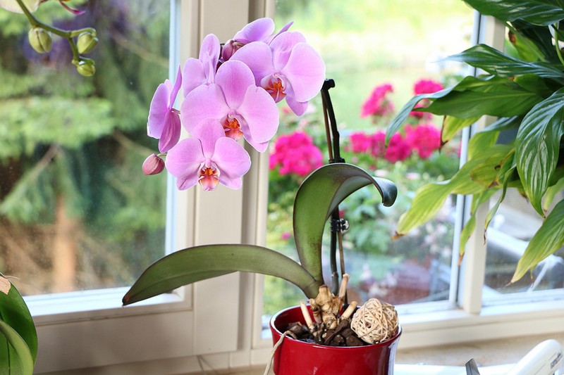 orchideen pflege luftwurzeln abschneiden wie bekommen ich bei orchideen mehrere triebe