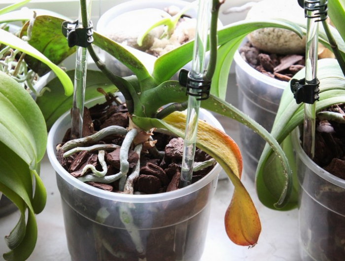 orchideen pflege luftwurzeln abschneiden wo verblühte orchidee abschneiden orchidee gelbe blätter