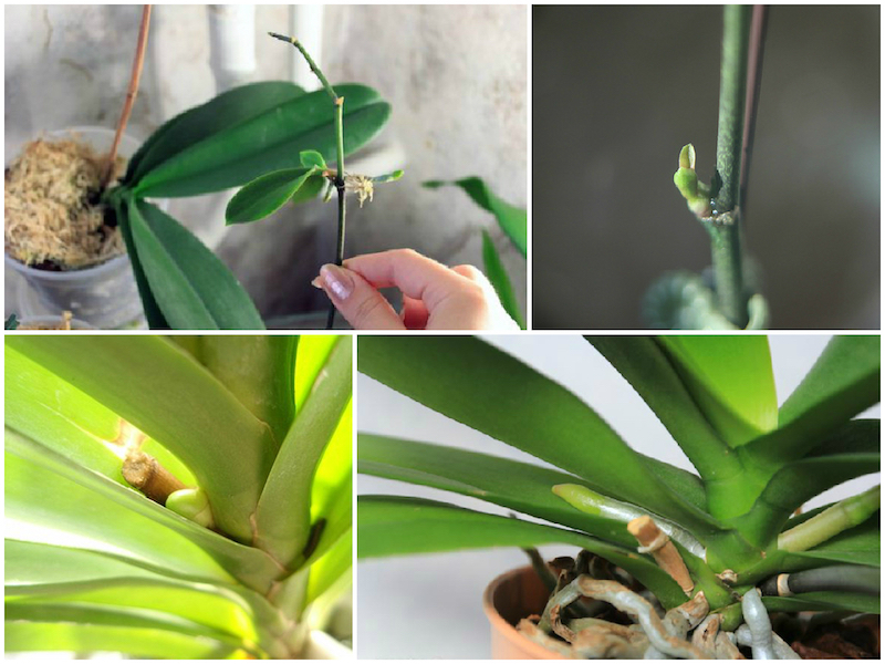 orchideen pflege nach der blüte was müssen sie machen tipps ideen