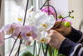Mit welchen Hausmitteln können Sie Ihre Orchideen düngen, sodass sie blühen?