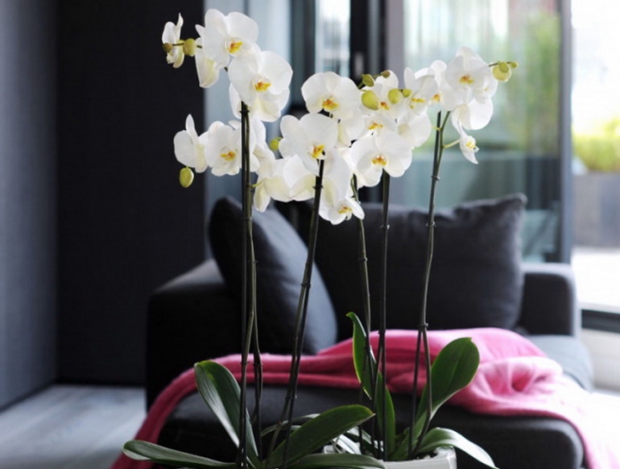 orchideen richtig düngen mit hausmittel die jeder zu hause hat