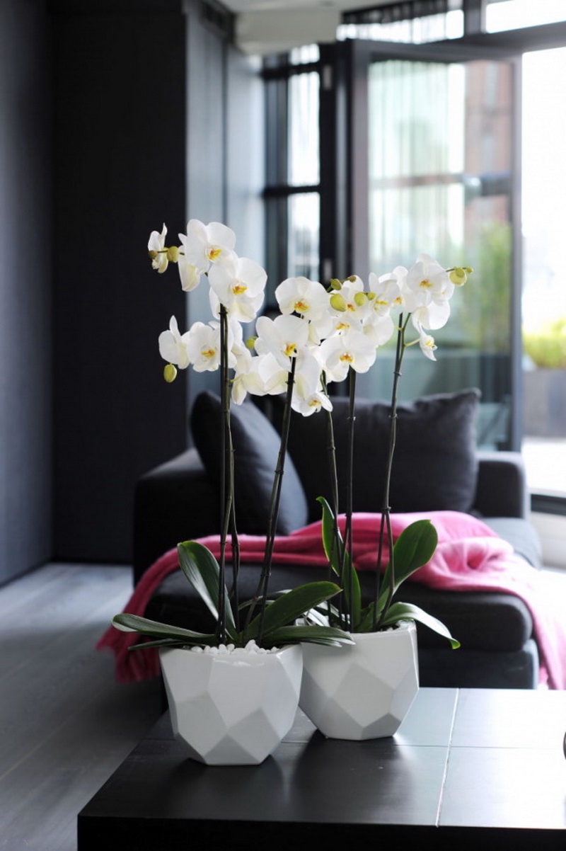 orchideen richtig düngen mit hausmittel die jeder zu hause hat
