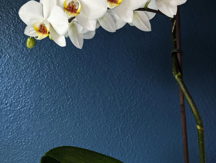 orchideen richtig gießen wie geht es pflege orchideen was müssen sie wissen.jpg