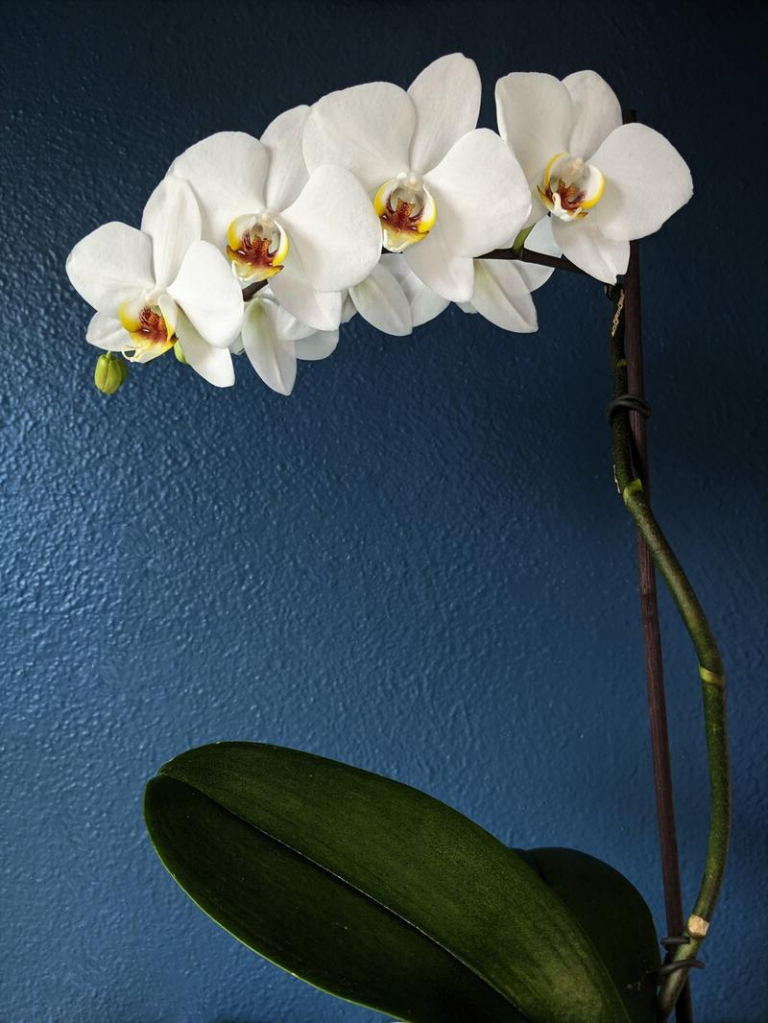 Orchideen düngen Diese Hausmittel bringen Ihre Orchidee zum Blühen, ohne Geld für teure