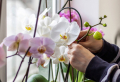 Schwarzer Tee als Dünger für Orchideen – Ausgezeichnete Pflege für Ihre Orchidee