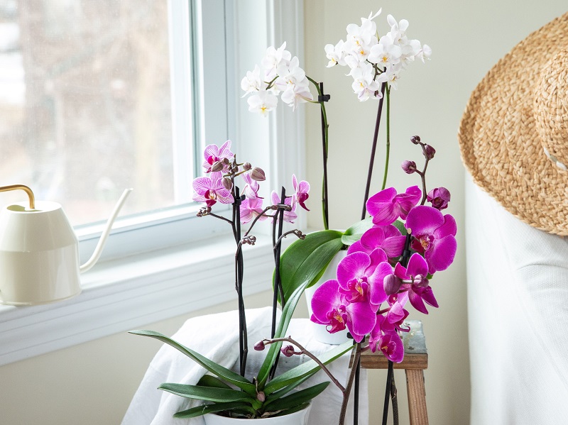 orchideen standort viel licht keine direkte sonneneinstrahlung