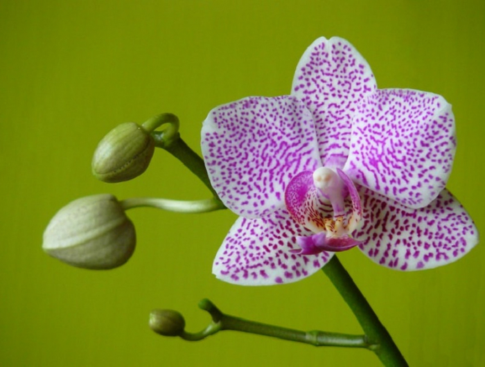 orchideen standort zimmerpflanze anspruchsvoll