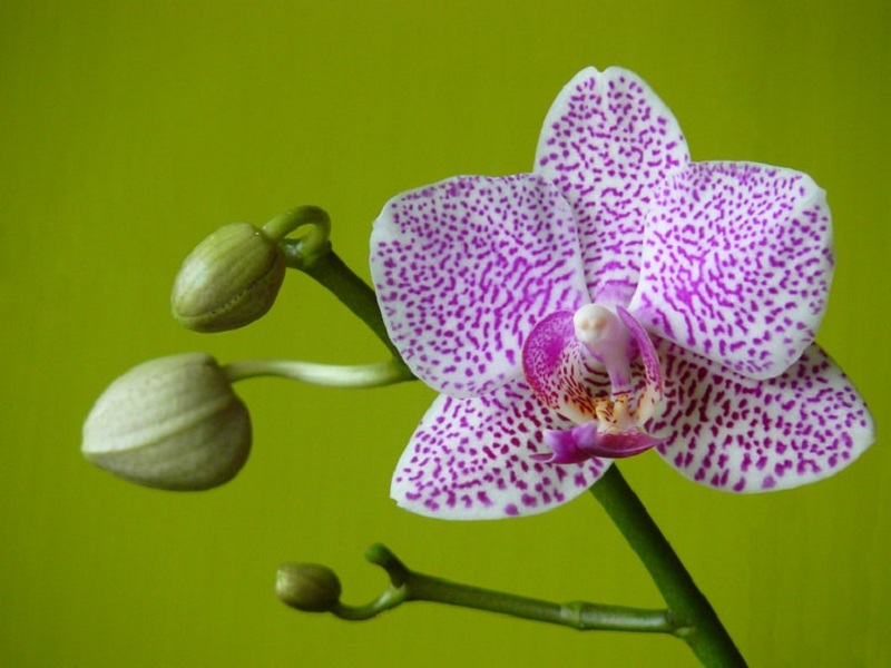orchideen standort zimmerpflanze anspruchsvoll