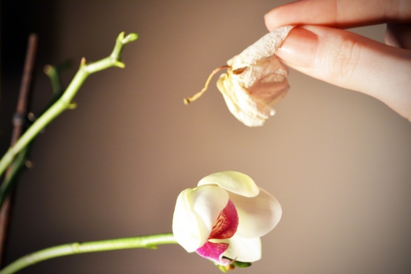 orchideen verlieren blüten warum und was müssen sie machen