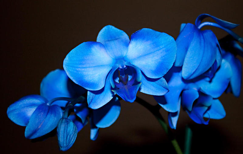 orchideen wider zum blühen bringen wie geht es und was müssen sie machen