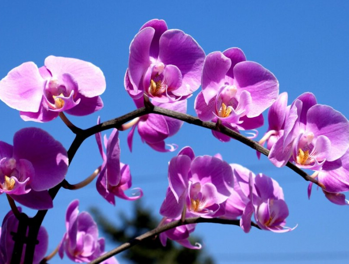 orchideen wie können sie für sie pflegen mit hausmittel wie kaffee