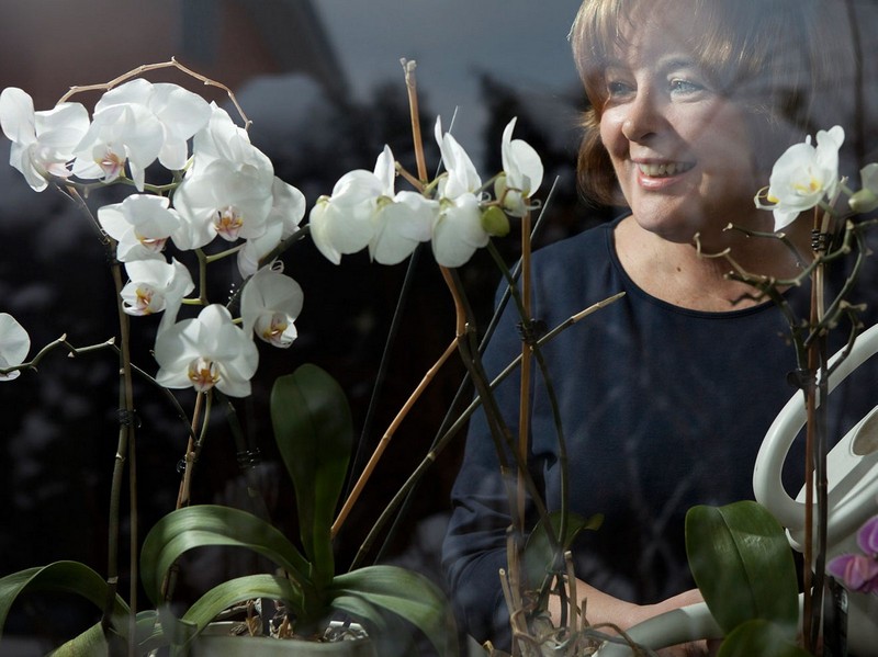 orchideen wurzeln schneiden orchideen richtig pflegen frau am fenster weiße orchideen