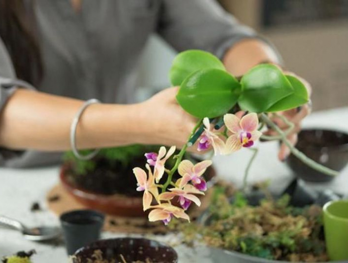 orchideen wurzeln verfault sind was muessen sie dann machen