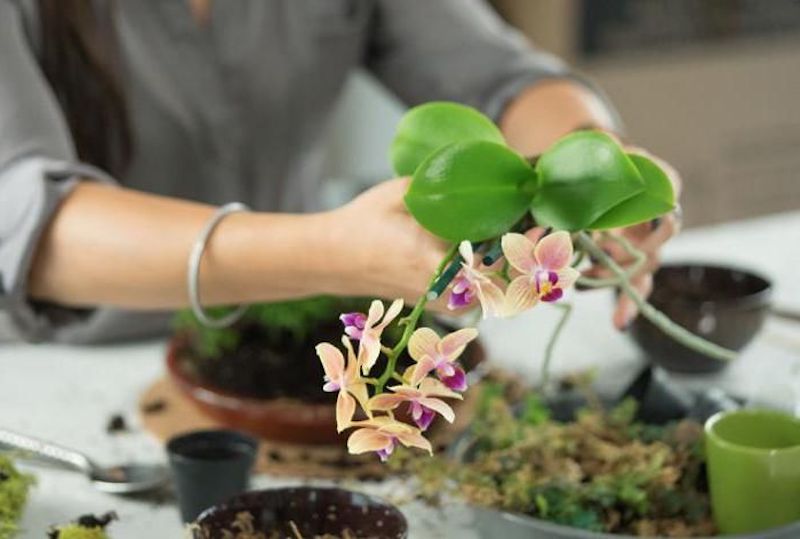 orchideen wurzeln verfault sind was muessen sie dann machen