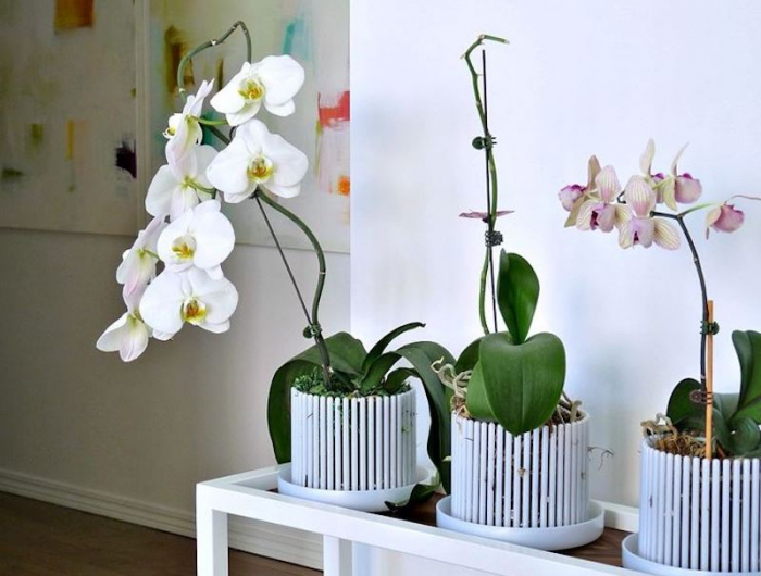 orchideen wurzeln verfault was muessen sie machen um ihre orchidee zu retten
