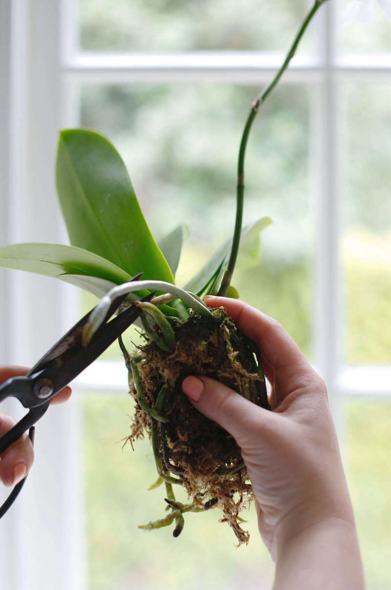 orchideenblueten fallen ab sind orchideen ohne blaetter kaputt luftwurzeln abschneiden