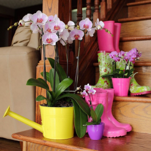 pflege orchideen nach der blüte ist besonders wichtig für schöne orchideen