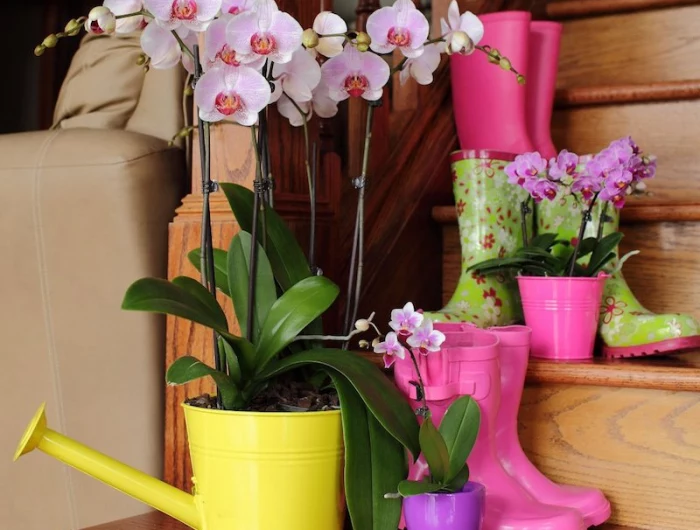 pflege orchideen nach der blüte ist besonders wichtig für schöne orchideen