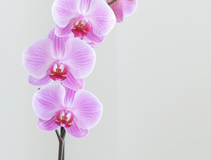 pflege orchideen nach der blüte was müssen sie wissen und was müssen sie machen